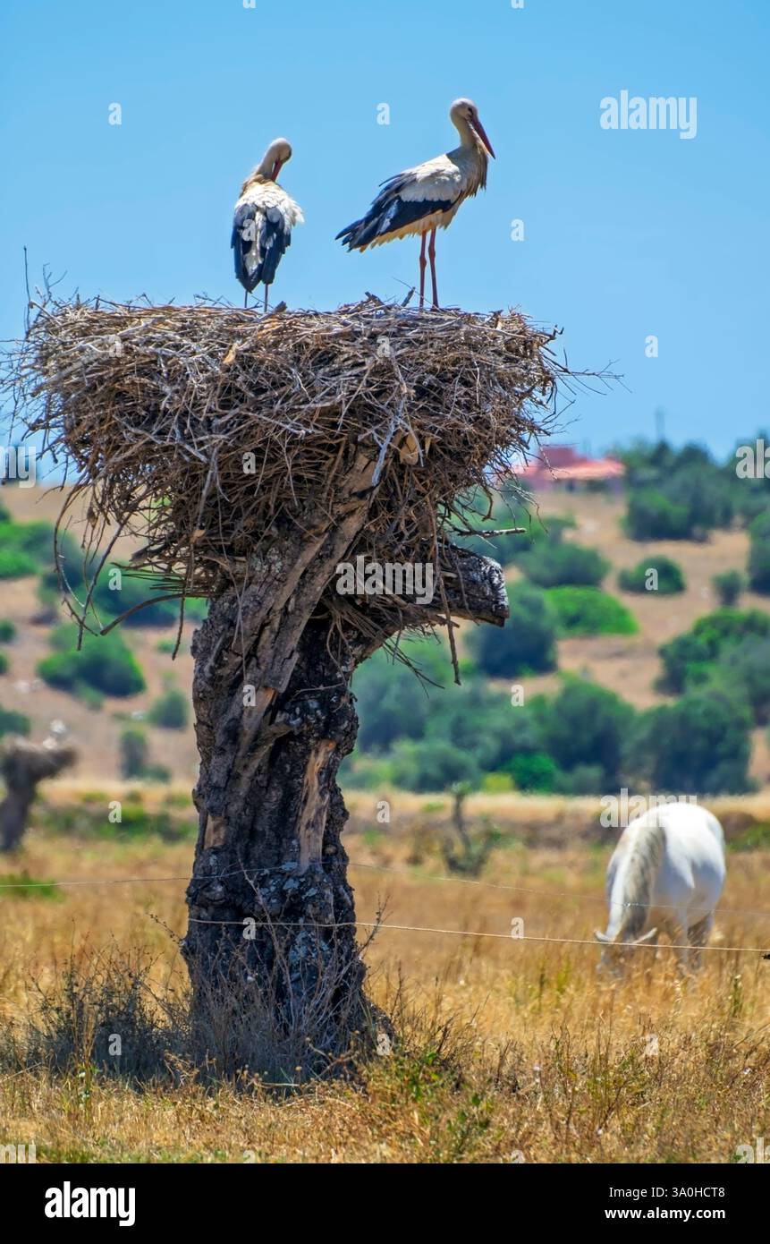 A pair of storks in their nest Stock Photo - Alamy