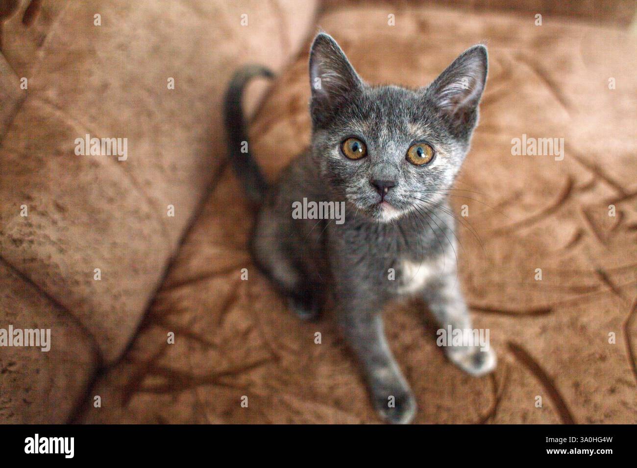 Kitten Feature The image features a small, adorable kitten sitting on a soft, brown ...