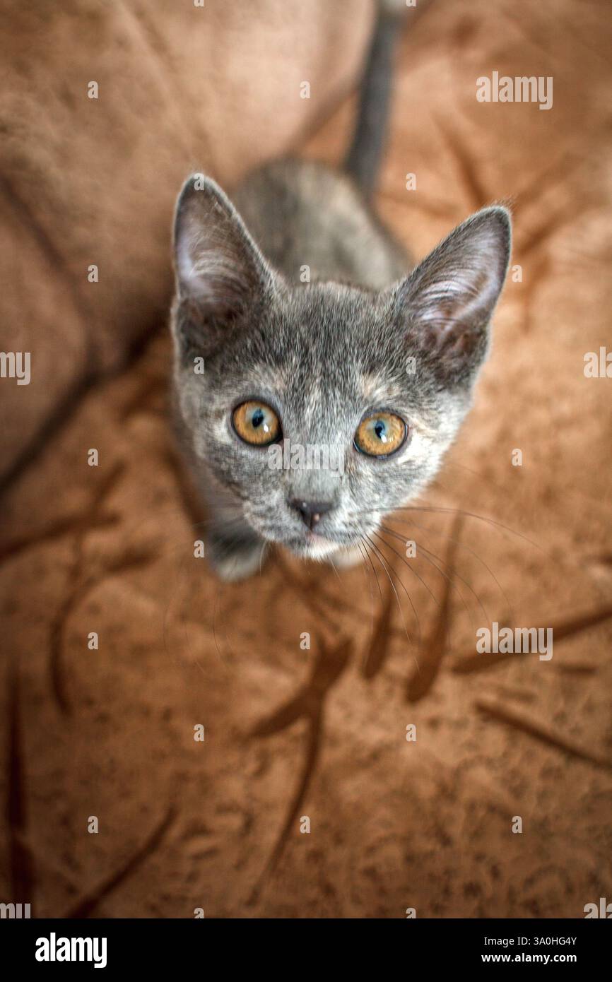 Kitten Feature The image features a small, adorable kitten sitting on a soft, brown ...