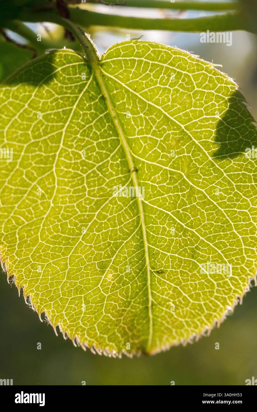 This is a macro photograph of a single apple leaf, showcasing its ...