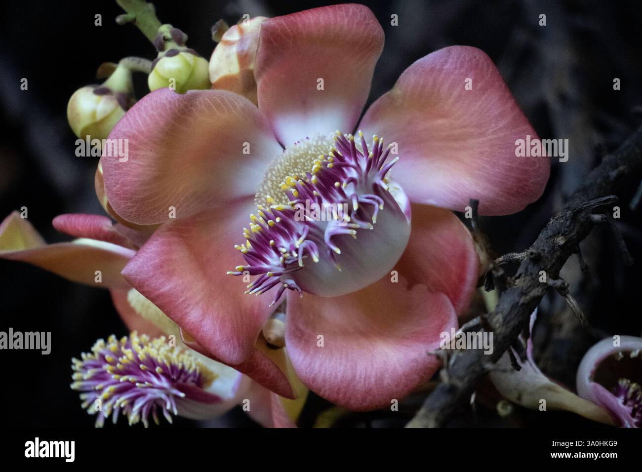Fine art nature photography from Hawaii and Vermont Stock Photo - Alamy