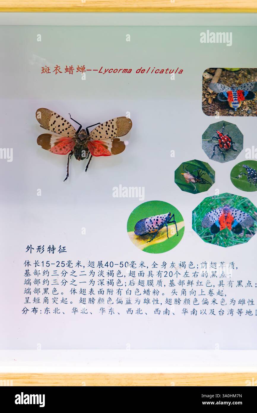 ZHONGSHAN China-February 9 2025:specimen of an Lycorma Delicatula and the relevant Chinese introduction. Stock Photo