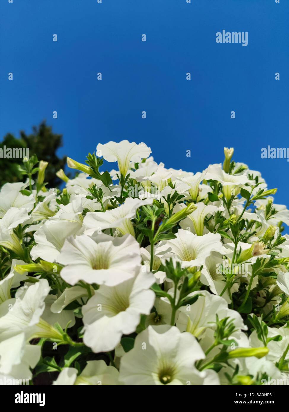 White petunia flowers against bright blue clear sky without clouds. Delicate spring flowers, lush bush. Copy space for text. Stock Photo