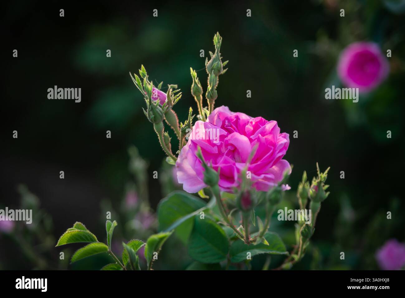 Beautiful roses from the rose garden of Taif, Saudi Arabia Stock Photo ...