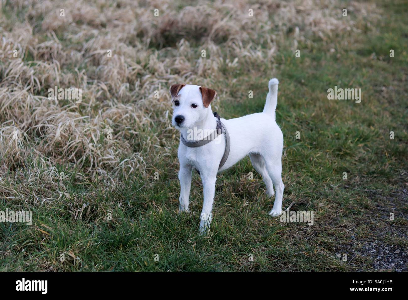 Dog running in grass hi-res stock photography and images - Page 8 - Alamy, image size:1300x956