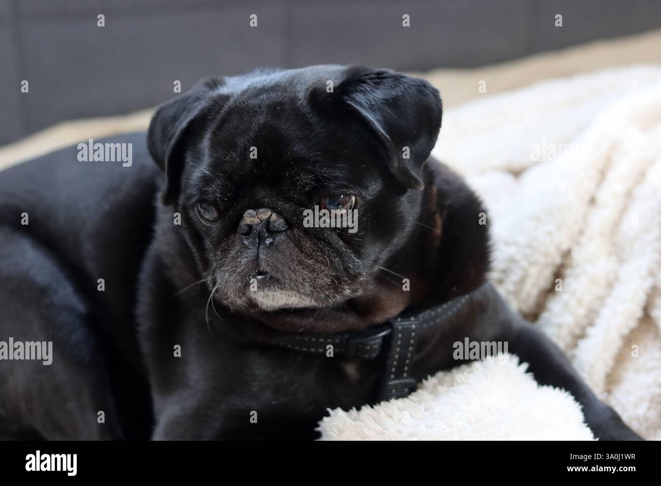 Picture of Black pug dog lying on the bed and looking at the camera ...