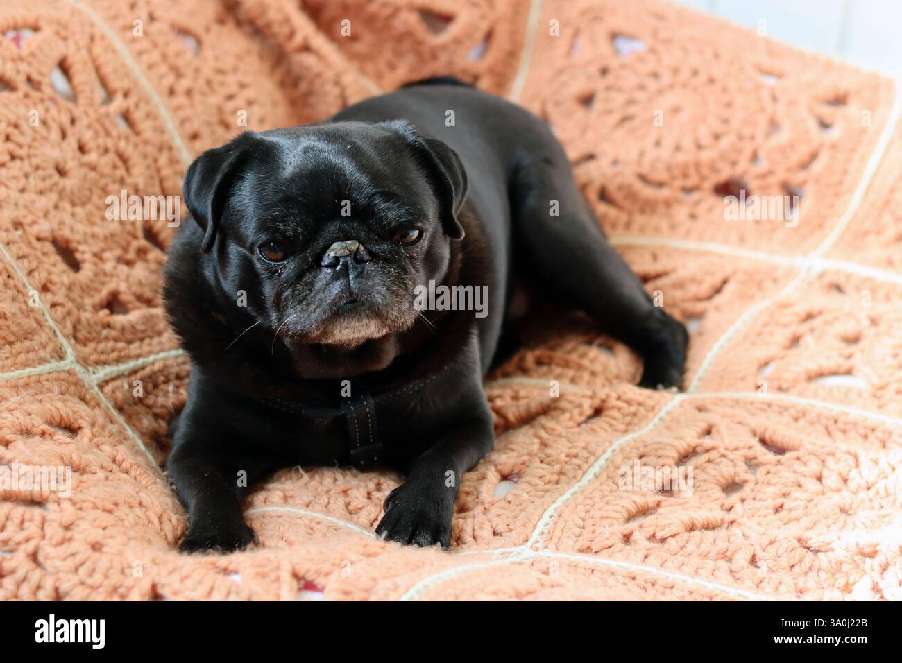 Flat nosed breed hi-res stock photography and images - Alamy - Shaped Dog Bed For Brachycephalic Breeds