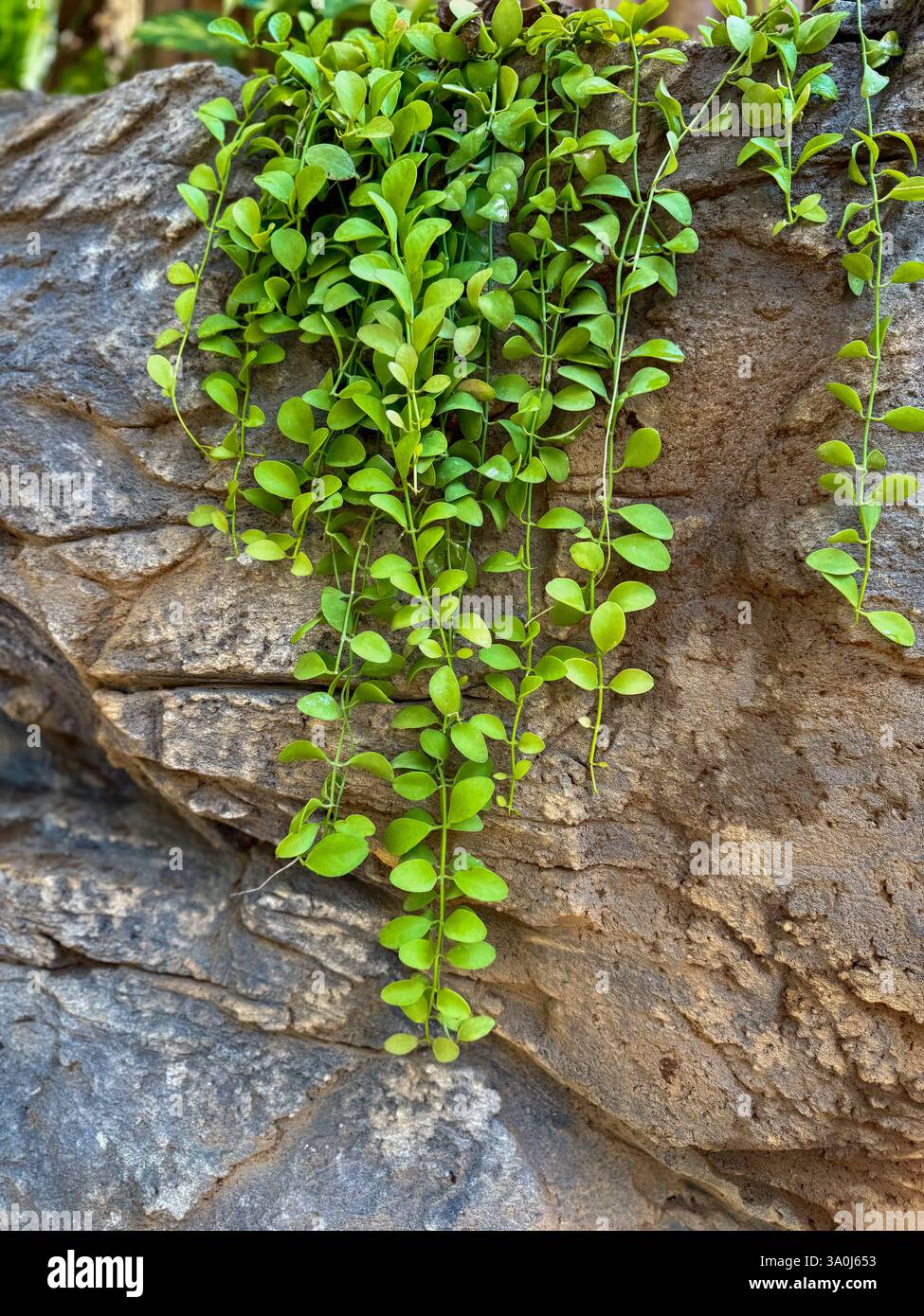 Natural Background with Hanging Green Vines on a Stone Wall 2 A natural background featuring cascading green vines on a textured stone wall. A minimal - Smartphone Captured Stock Image