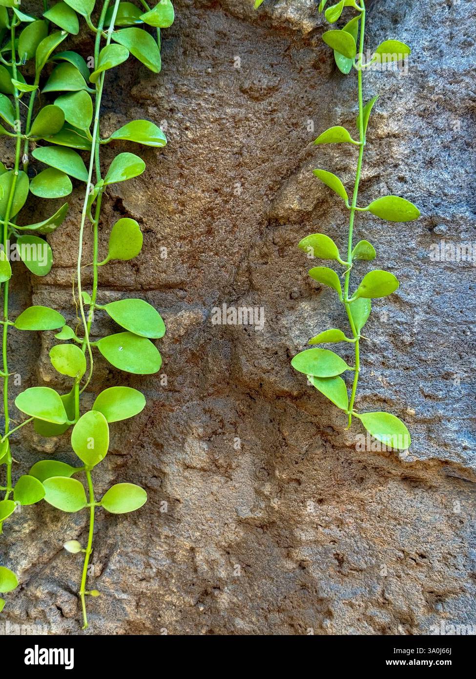 Natural Background with Hanging Green Vines on a Stone Wall 4 A natural background featuring cascading green vines on a textured stone wall. A minimal - Smartphone Captured Stock Image