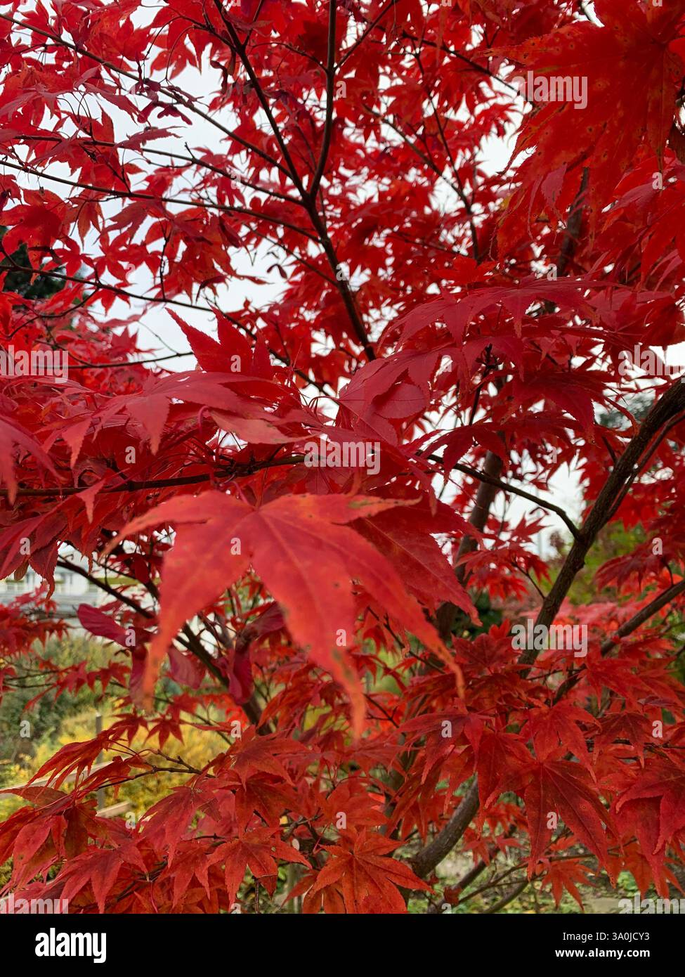 Beautiful fire maple - Smartphone Captured Stock Image