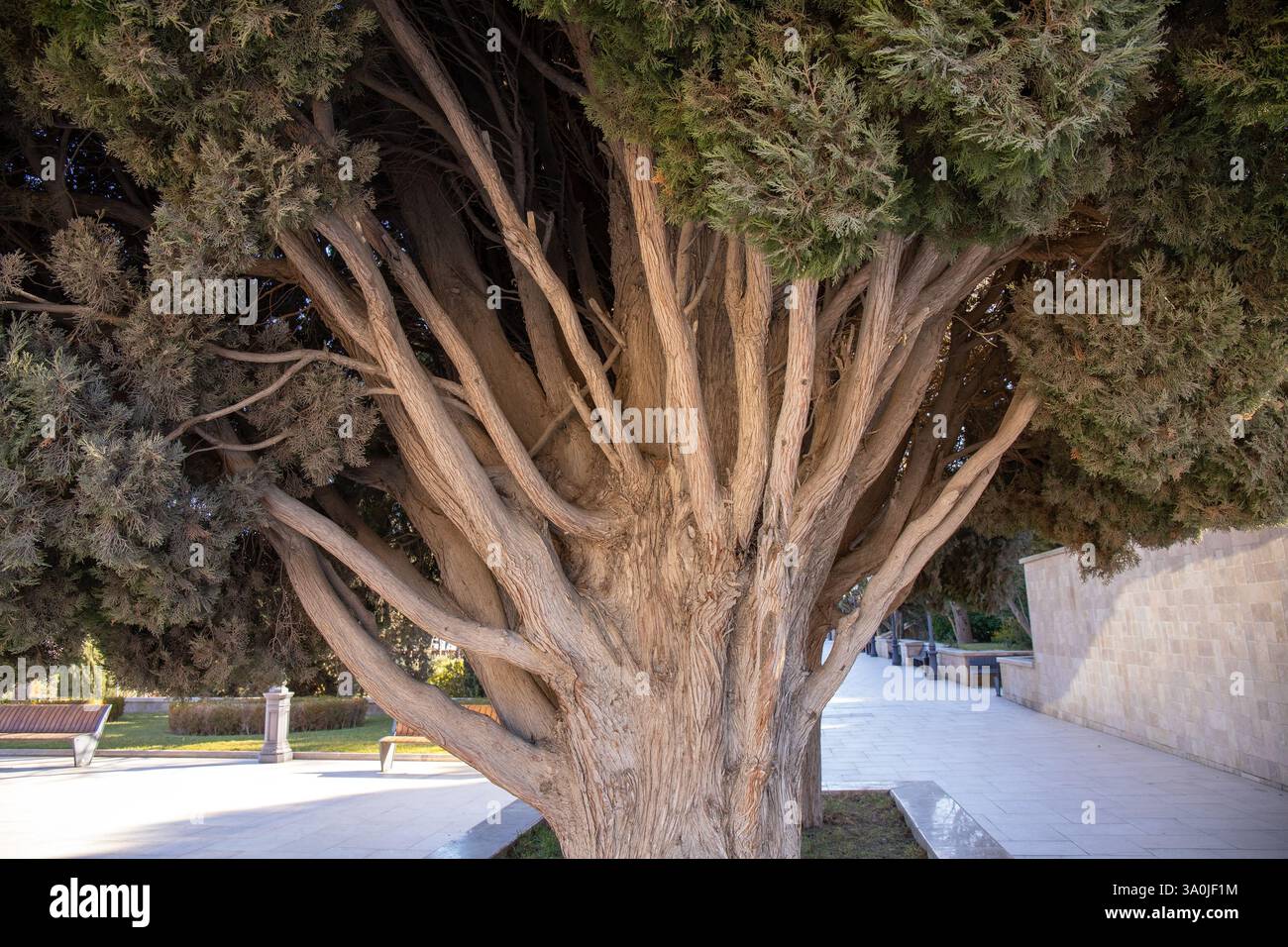 The mighty trunk and branches of a cypress bush Stock Photo - Alamy