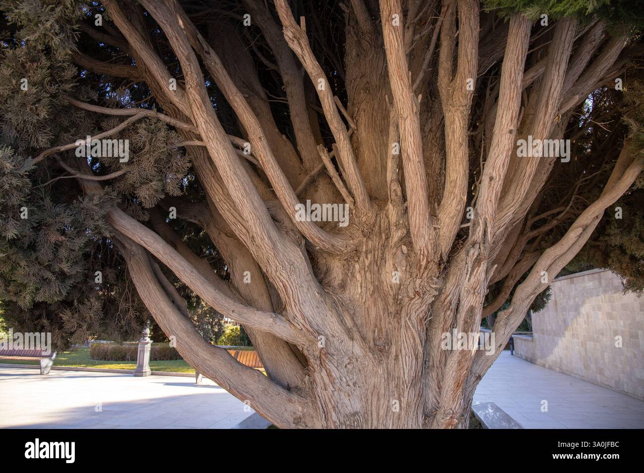 The mighty trunk and branches of a cypress bush Stock Photo - Alamy