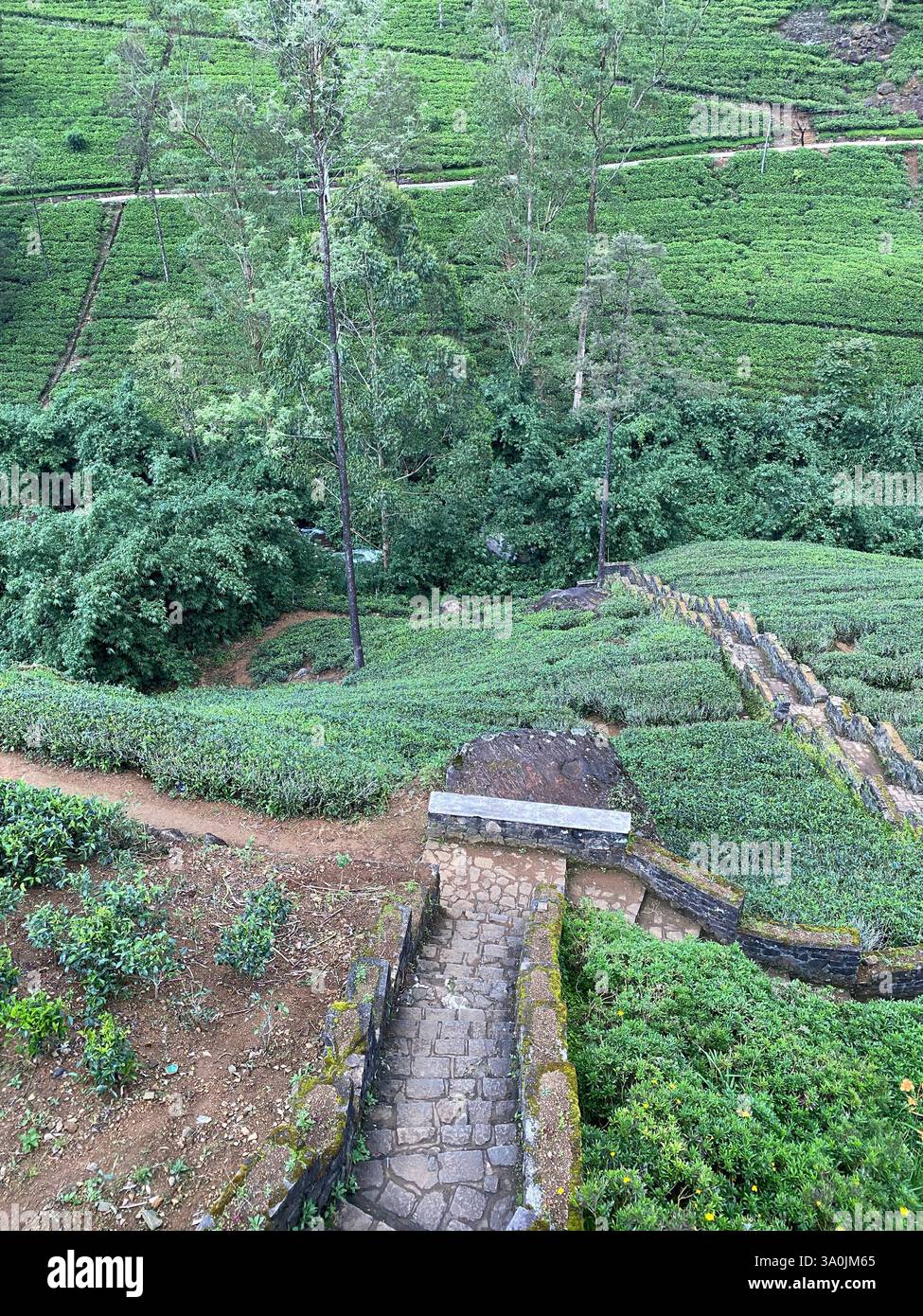 Nuwara Eliya - Smartphone Captured Stock Image