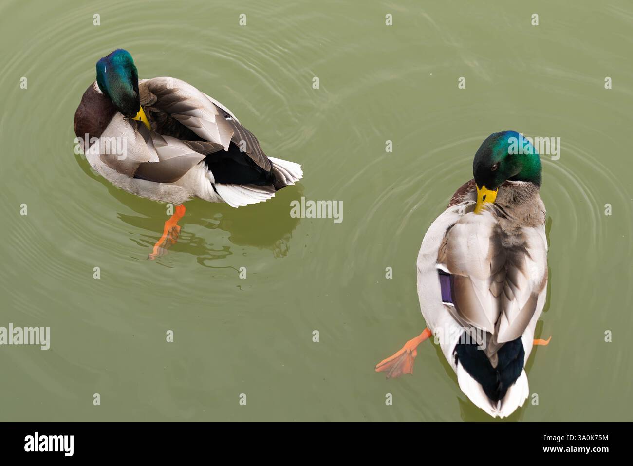 Mallard duck, green body, brownish body, wild duck, glossy green head, grey wings and belly, suitable wetland habitats, shallow sanctuaries, yellow. Stock Photo