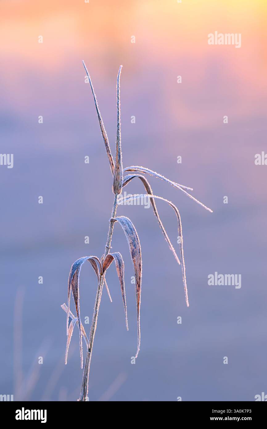 Frosted plant stem, Burnaby Lake Regional Park, Burnaby, British Columbia, Canada Stock Photo