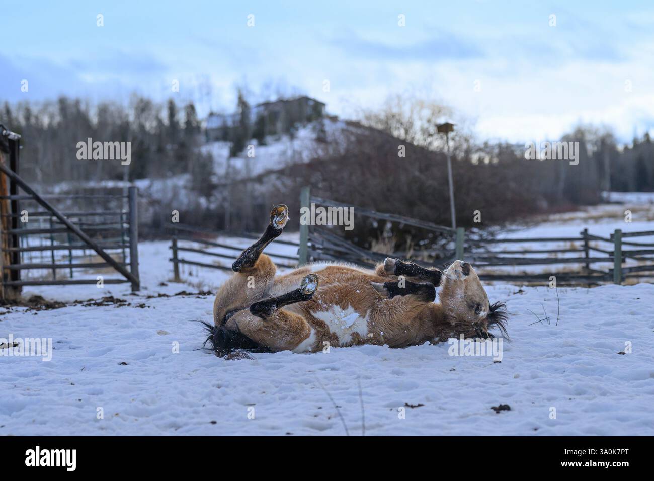 Horse rolling snow winter hi res stock photography and images Alamy Horse rolling snow winter hi res stock photography and images Alamy