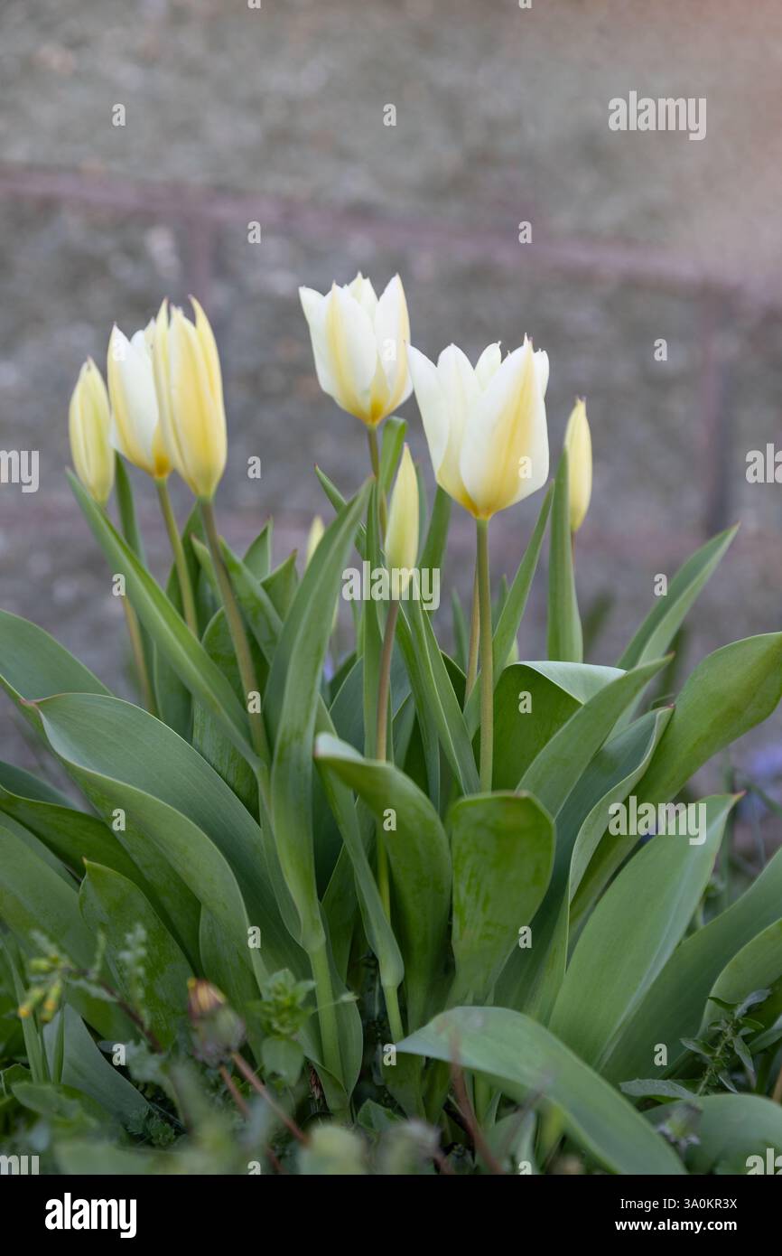 White red early spring blooming flowers of Tulips or Tulipa in the garden or landscape architecture design. Stock Photo