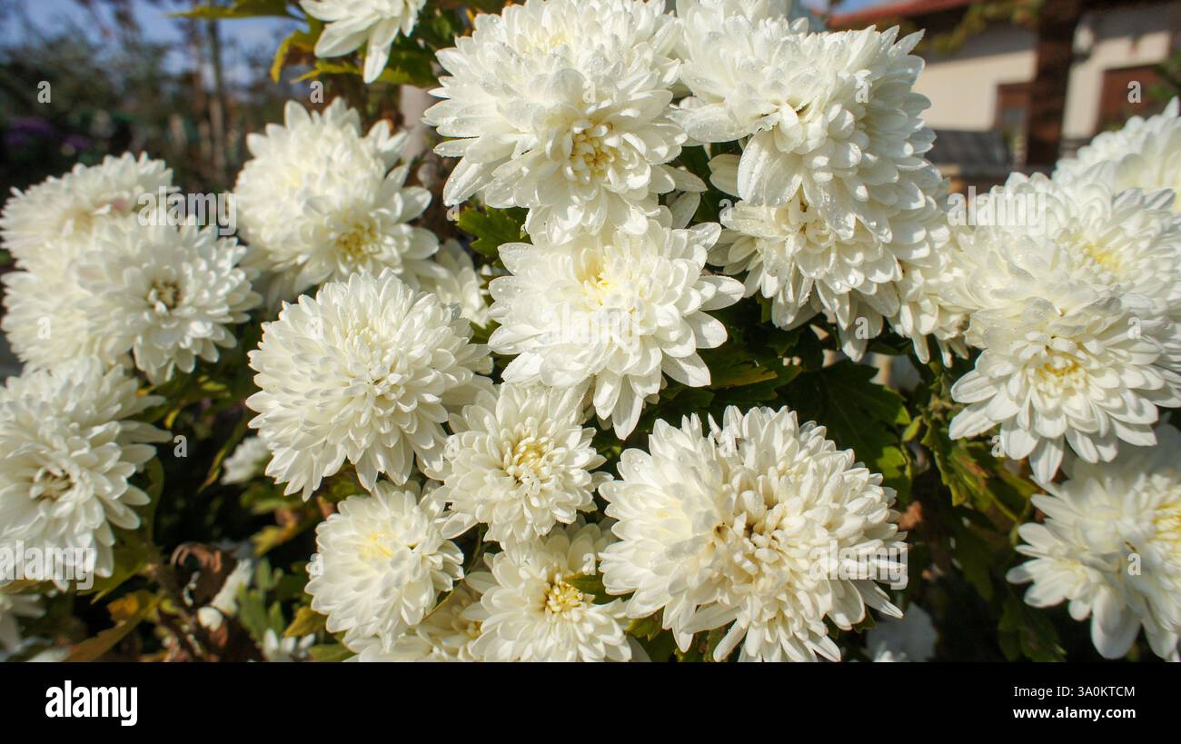 Yellow, pink, white and red flowers Chrysanthemum indicum or Indian Asteraceae family, in the garden or landscape architecture design, close up photos Stock Photo