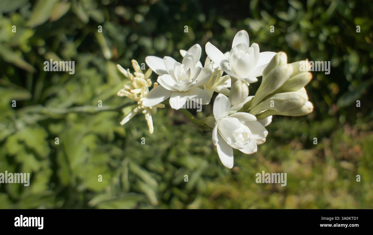 Agave polianthes hi-res stock photography and images - Alamy