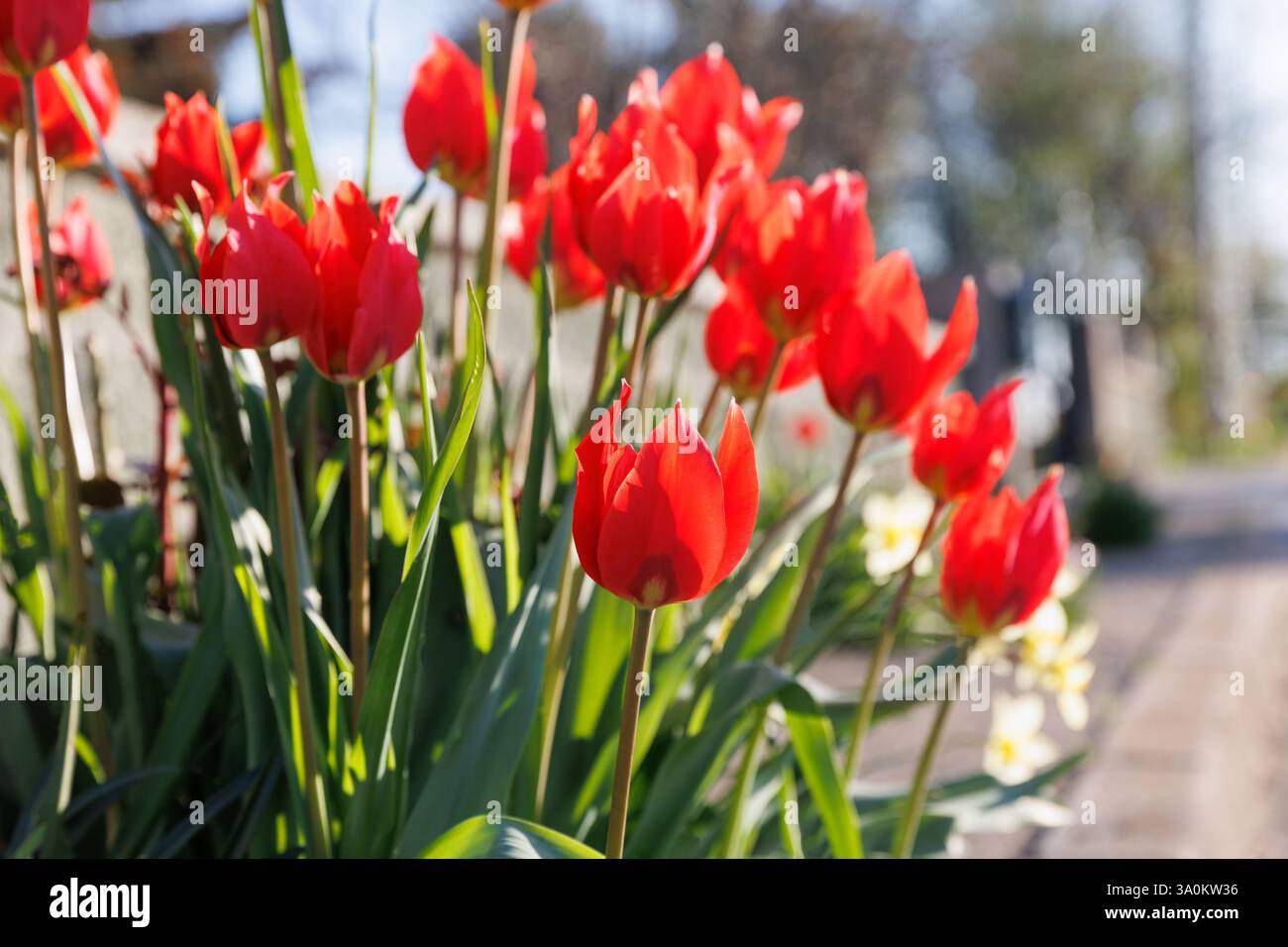 White red early spring blooming flowers of Tulips or Tulipa in the garden or landscape architecture design. Stock Photo