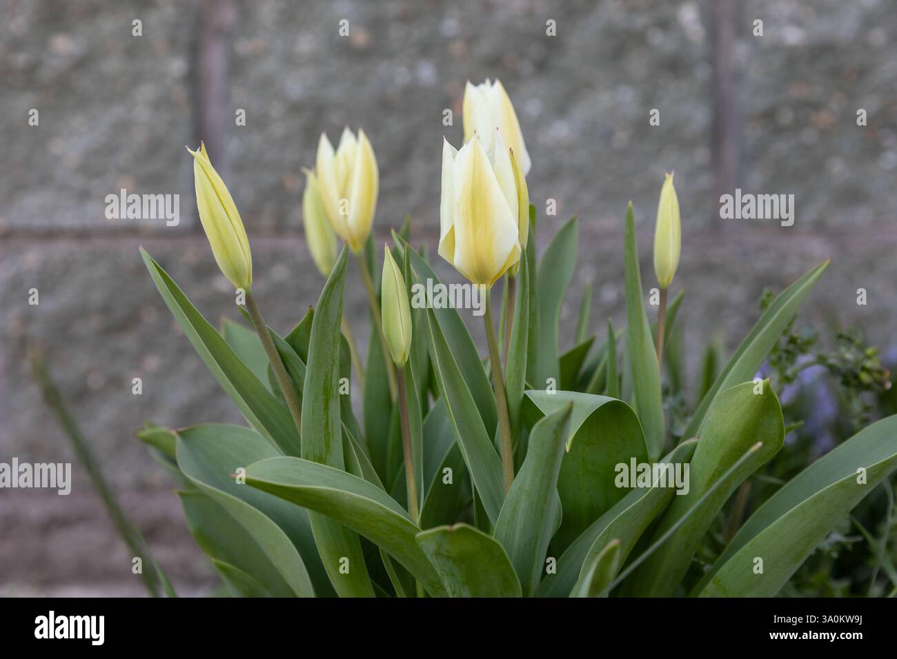 White red early spring blooming flowers of Tulips or Tulipa in the garden or landscape architecture design. Stock Photo