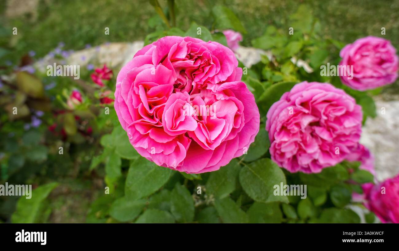 Yellow pink white roses Rosa banksiae or Lady Bankflowers for the celebration use, in the garden or landscape architecture design. Stock Photo