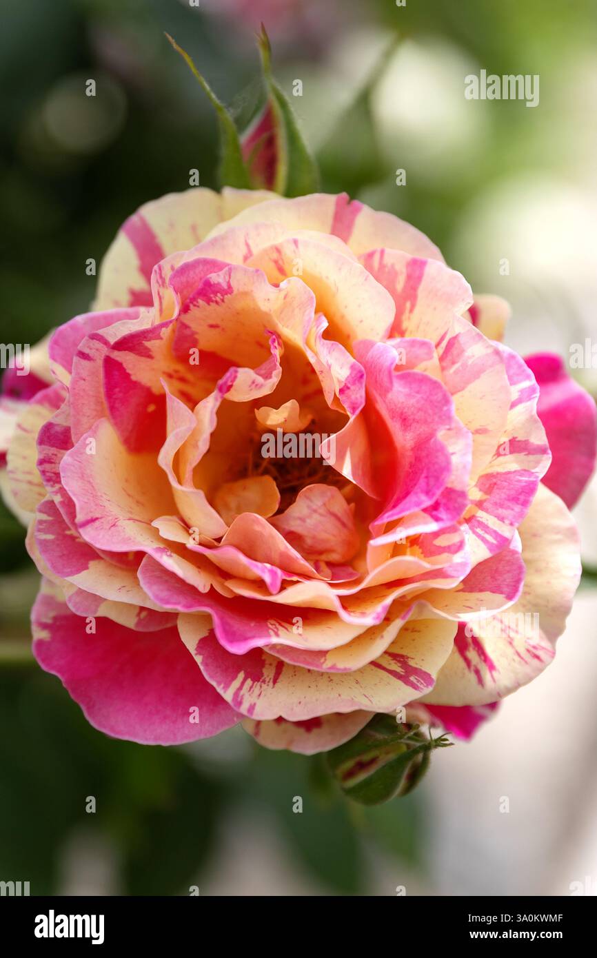 Yellow pink white roses Rosa banksiae or Lady Bankflowers for the celebration use, in the garden or landscape architecture design. Stock Photo