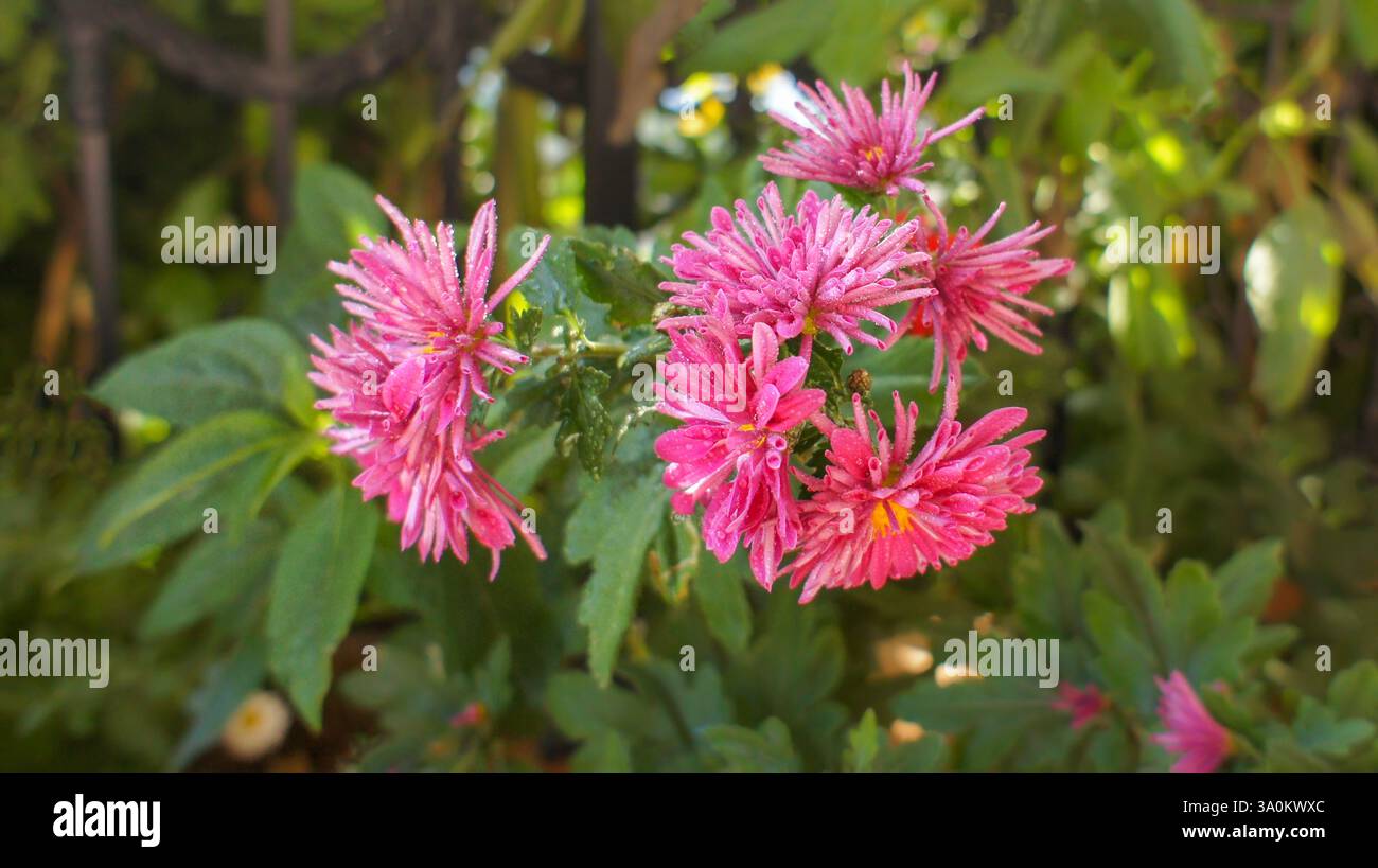 Yellow, pink, white and red flowers Chrysanthemum indicum or Indian Asteraceae family, in the garden or landscape architecture design, close up photos Stock Photo
