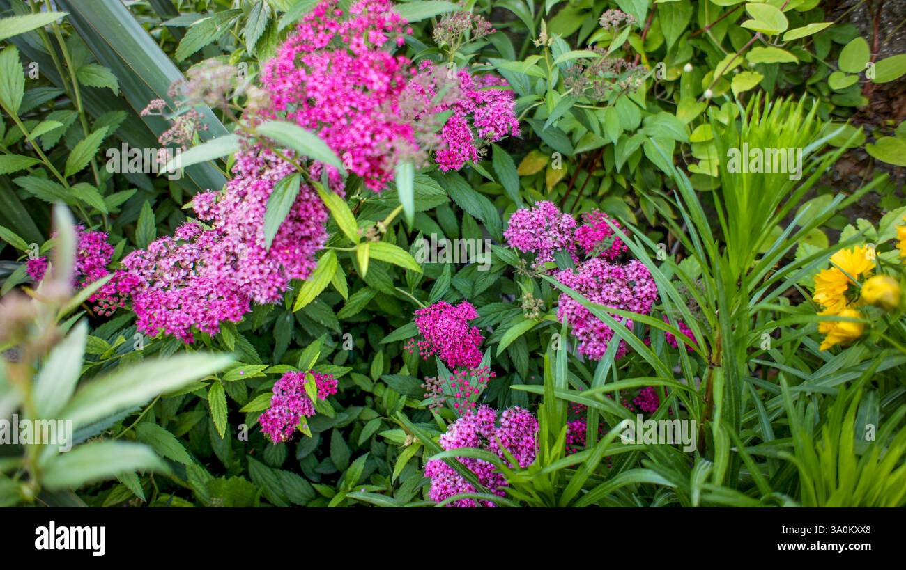 Pink flowers of Spiraea japonica or Japanese meadowsweet or Japanese spiraea, shrubs in the family Rosaceae, in the garden or landscape architecture d Stock Photo