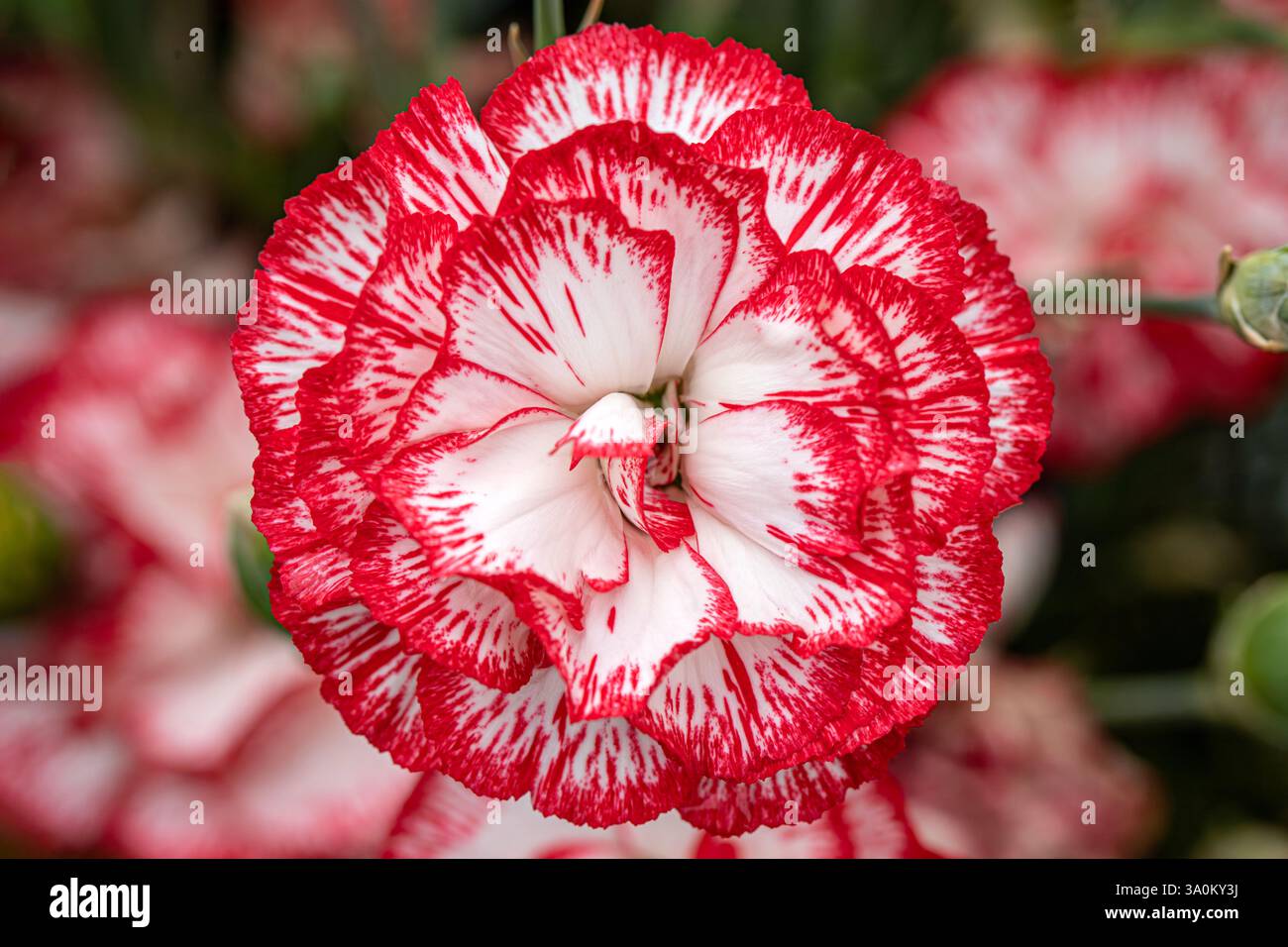Close-Up of a Red and White Carnation Flower Stock Photo
