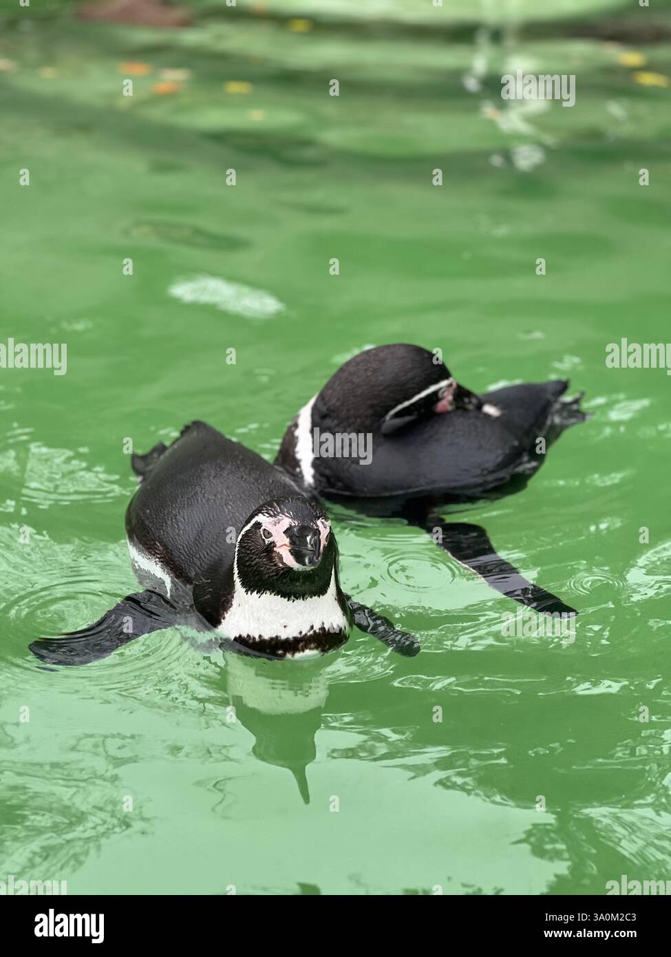Swimming Penguins - Smartphone Captured Stock Image