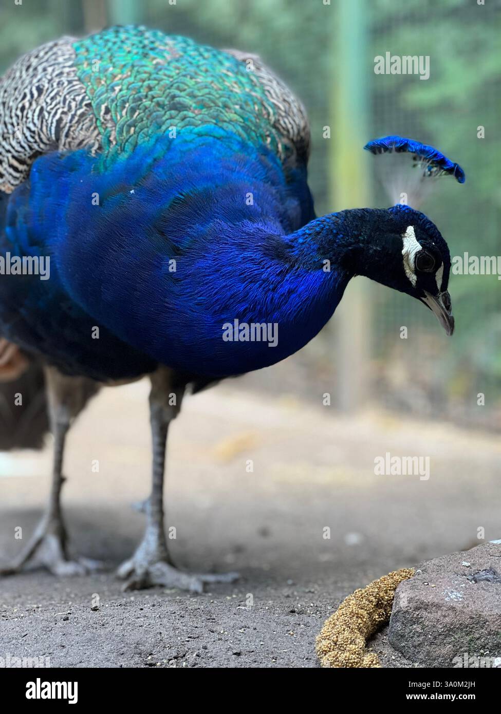 Blueish Peacock in a zoo, based in Stendal. - Smartphone Captured Stock Image