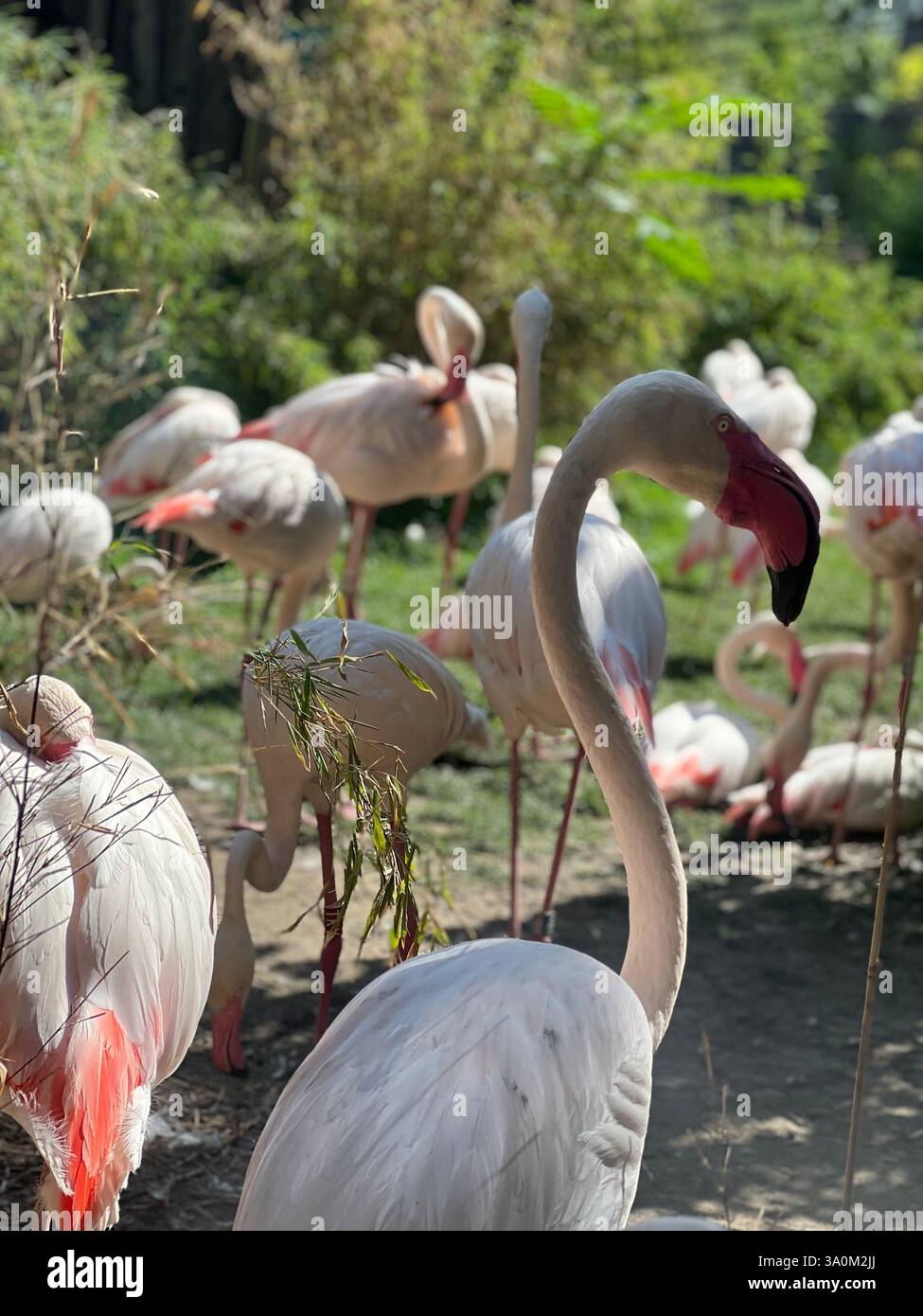 Flamingo Family - Smartphone Captured Stock Image