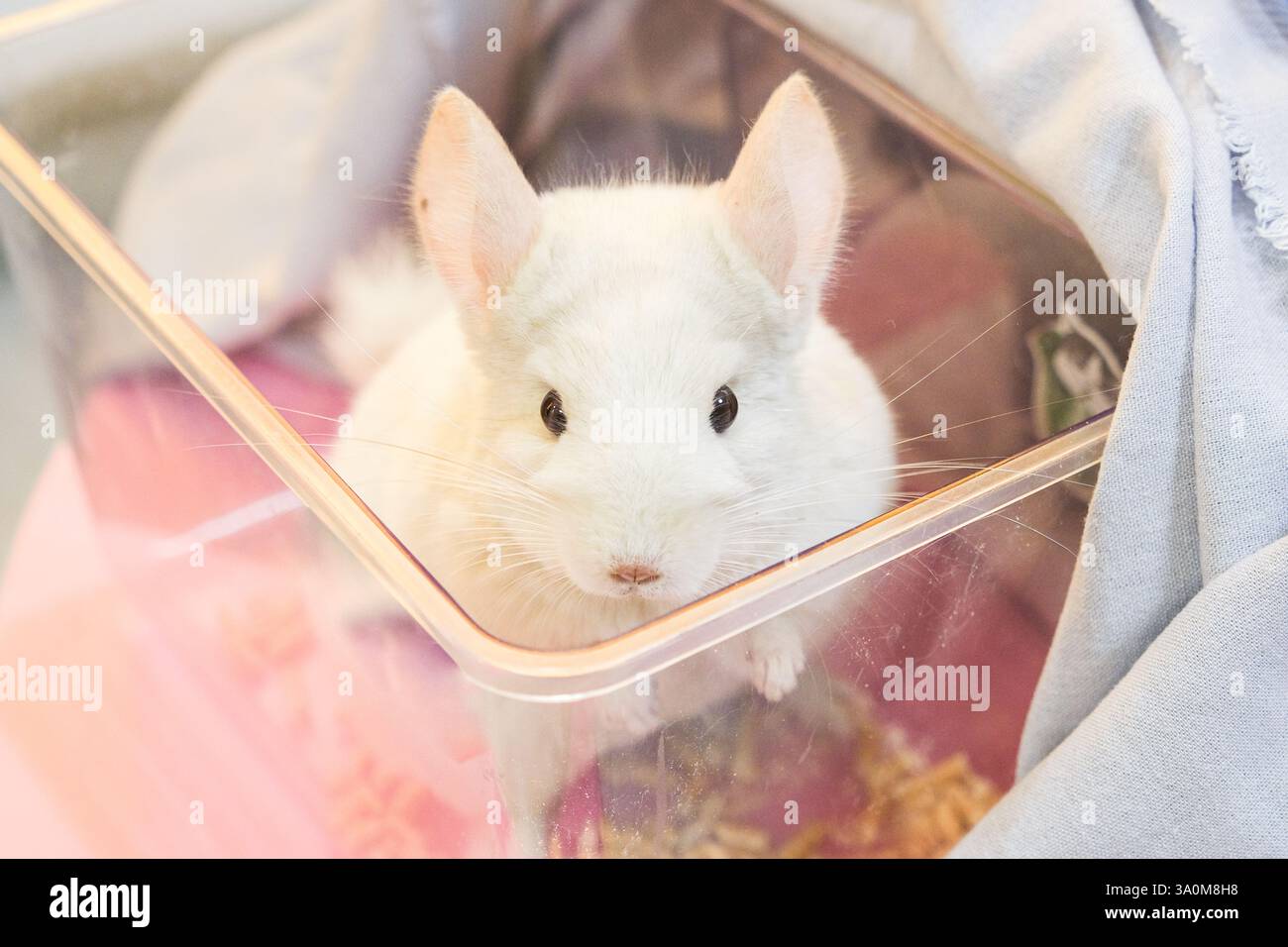 Fluffy chinchilla hi-res stock photography and images - Alamy, image size:1300x956