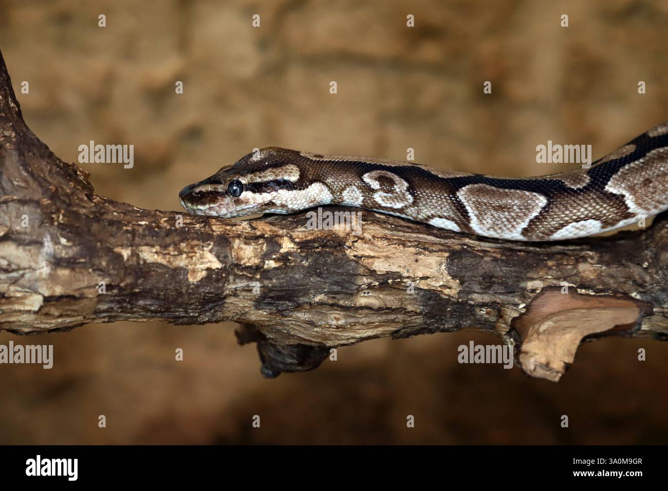 Ball Python Resting on a Tree Branch in Natural Setting Stock Photo