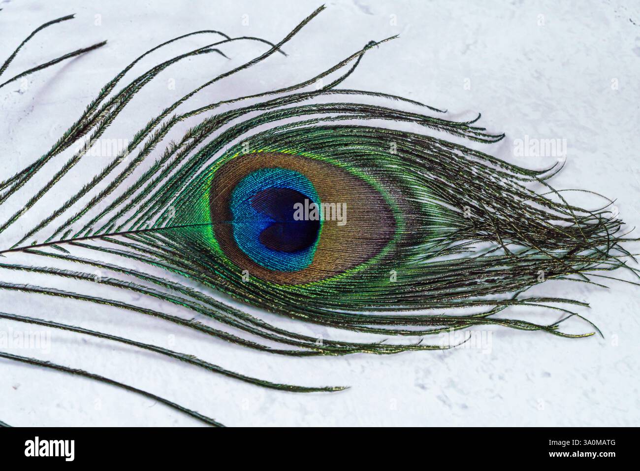 peacock feather in vibrant brilliant colors shiny green and vibrant blue eye, laying horizontal on white marble background, close up, copy space Stock Photo