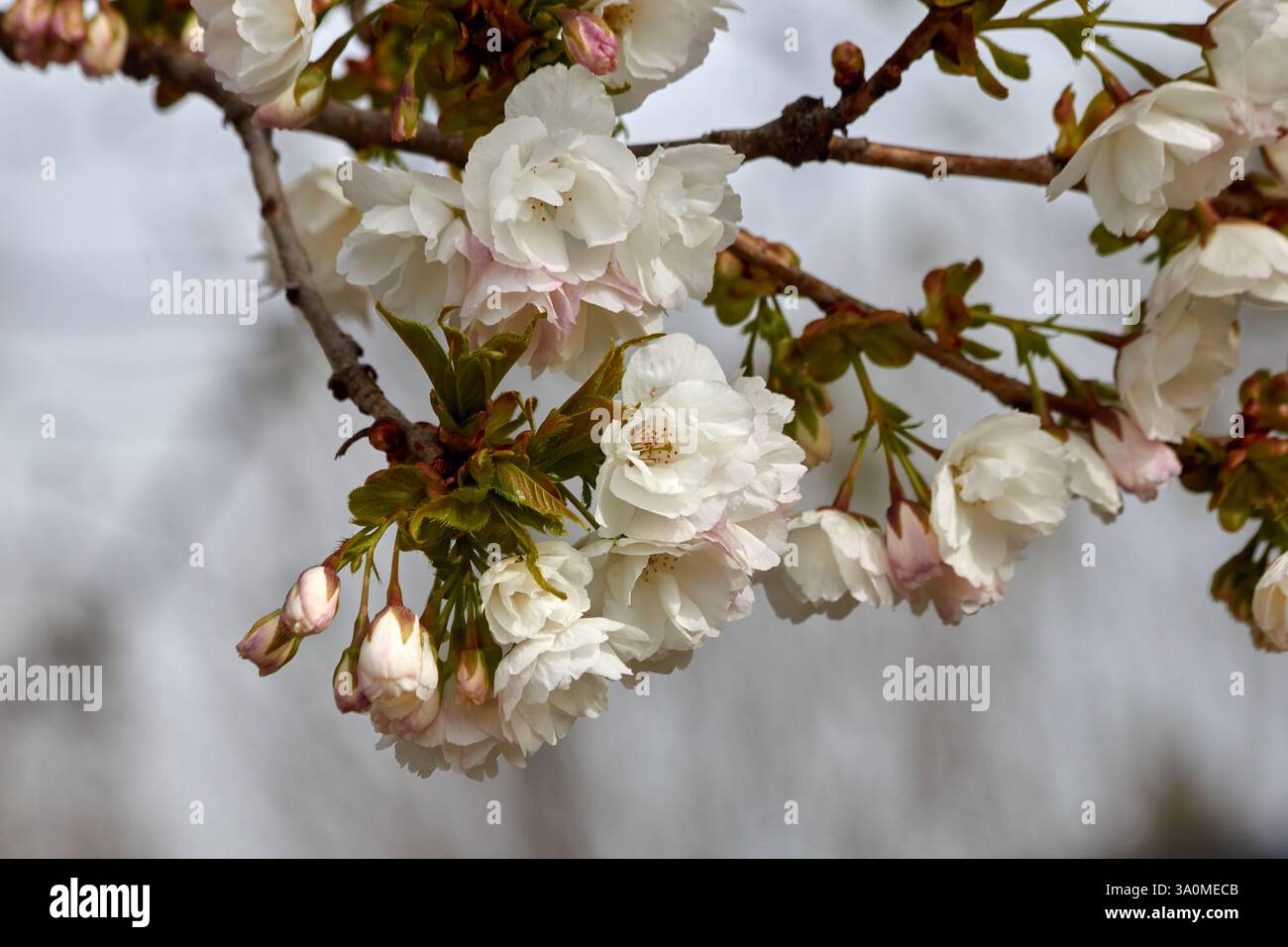 Delicate cherry blossoms are in bloom. Stock Photo