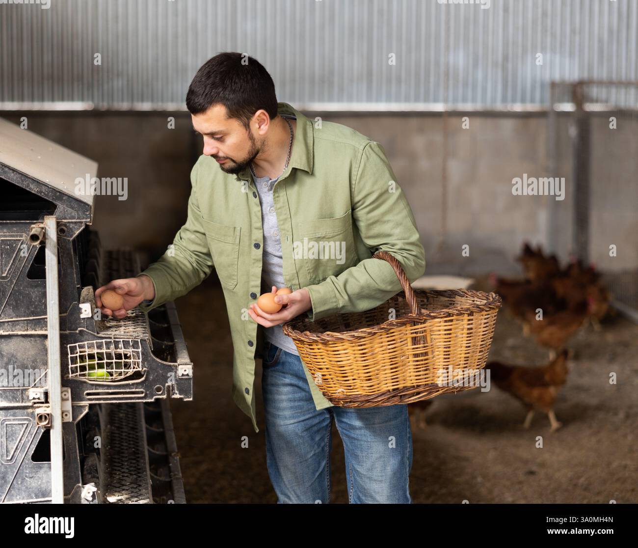 Farmer gathering fresh eggs inside hen house Stock Photo