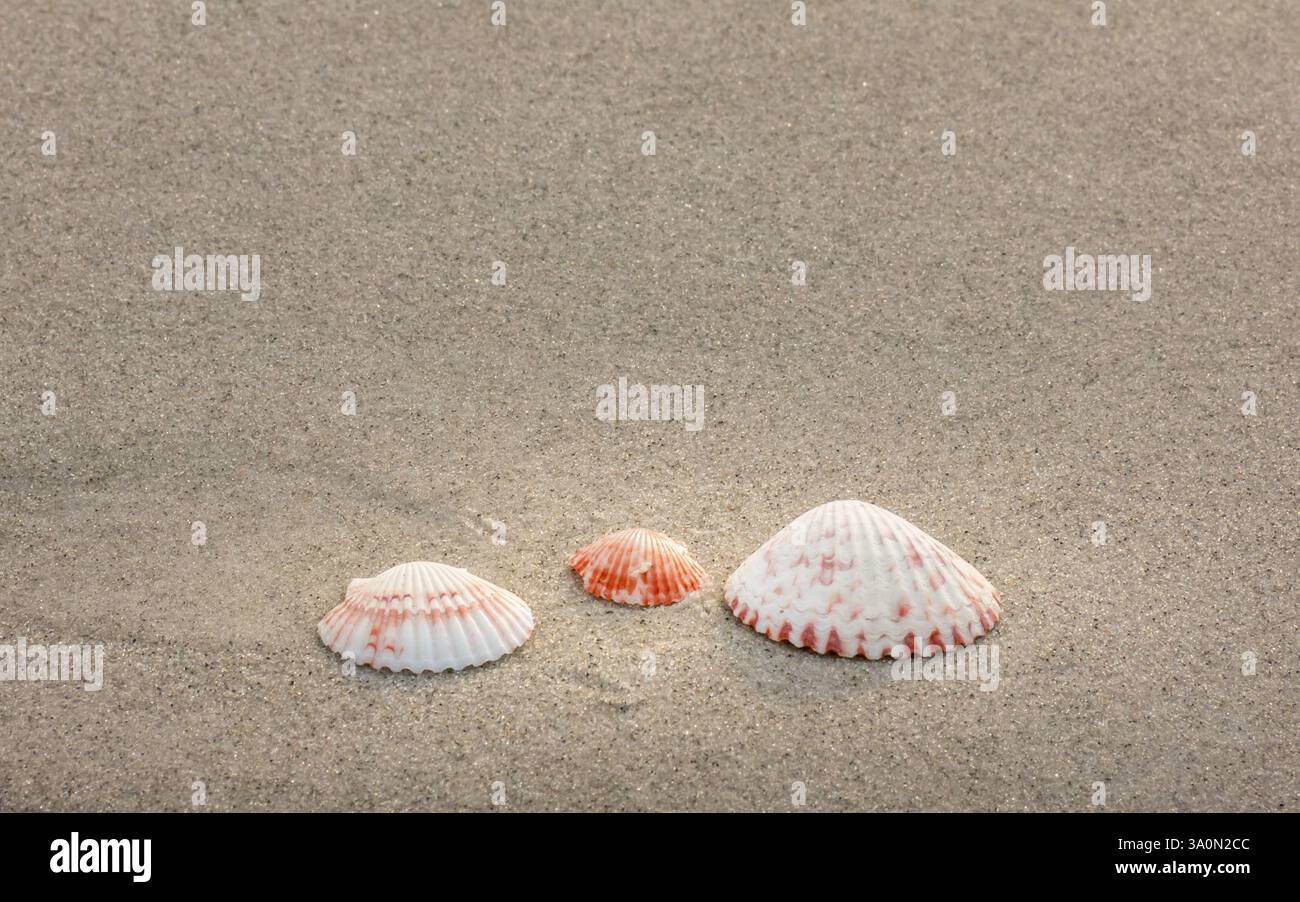 Comb Like Shells Serene background hi-res stock photography and images - Alamy