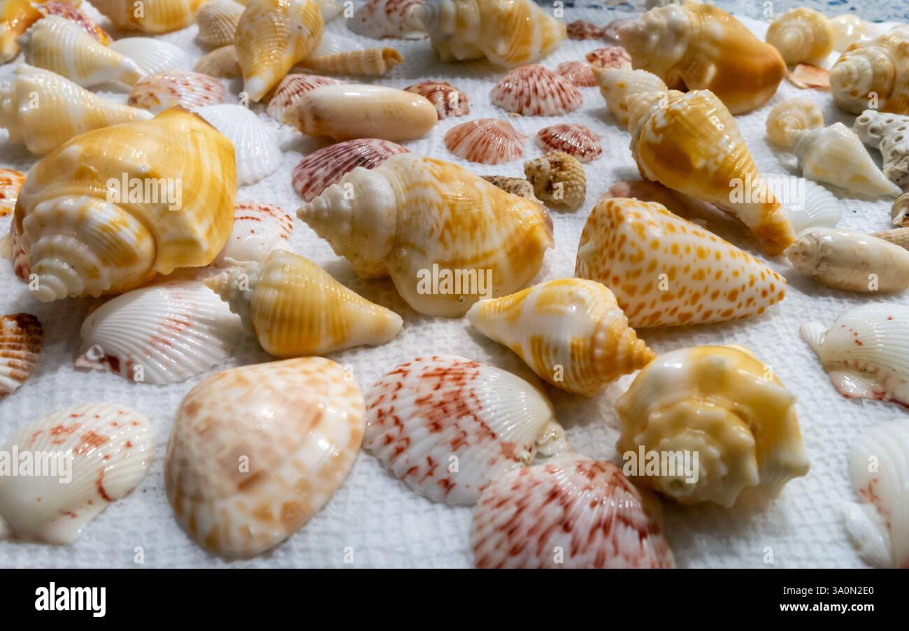 Seashell patterns hi-res stock photography and images - Alamy