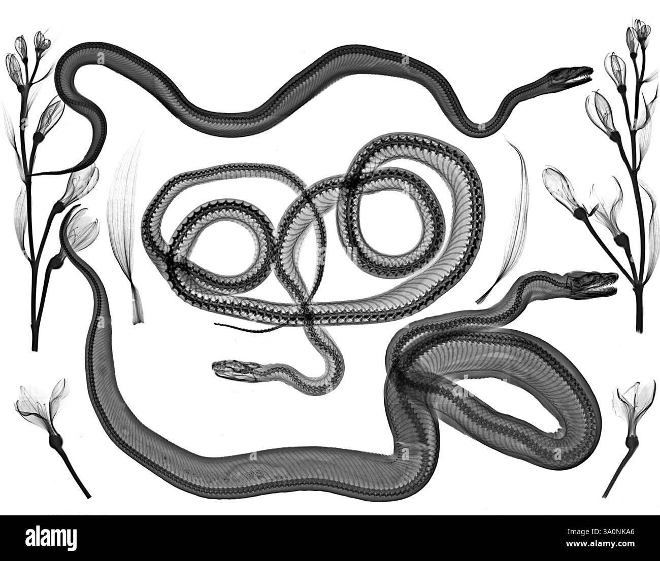 Python Vs Rat Snake X-ray of a rat snake (middle) and pythons (upper and lower Stock Photo ...