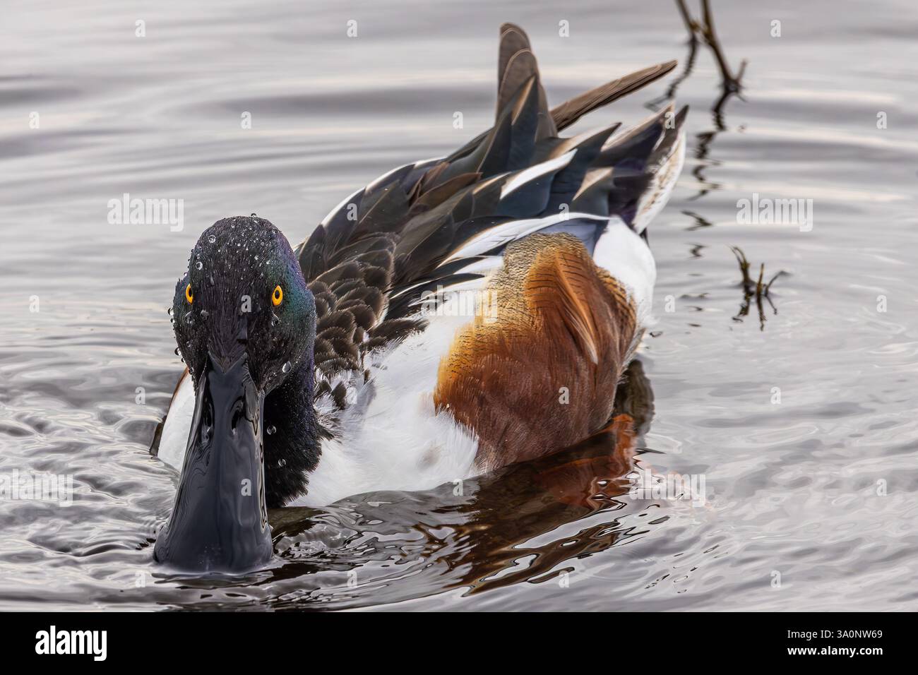 A Northern Shoveler (Spatula clypeata) at the Merced National Wildlife ...