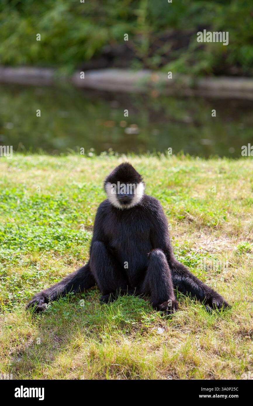Calm Monkey A black monkey is leisurely sitting peacefully on the lush green grass ...