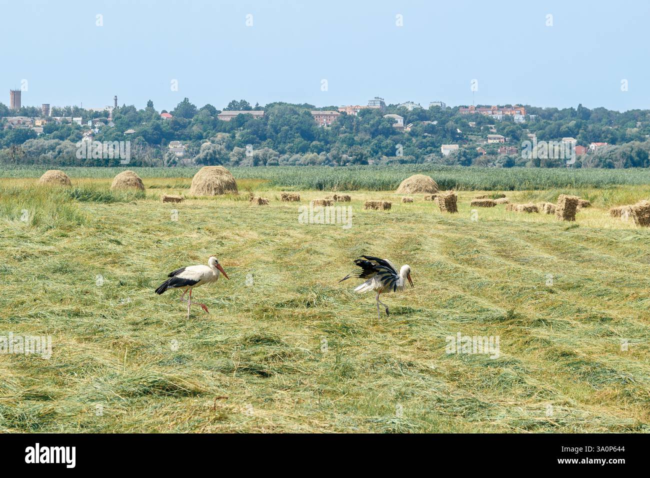 Storks walk across a freshly cut hayfield with hay bales and a distant ...