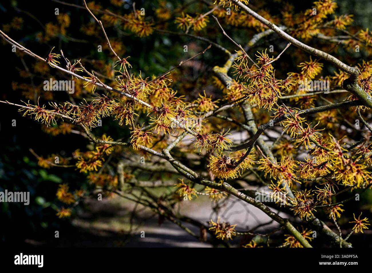 Frühling, Blumen, Frühlingsboten 05.03.2025, Linz, AUT, Fruehling ...