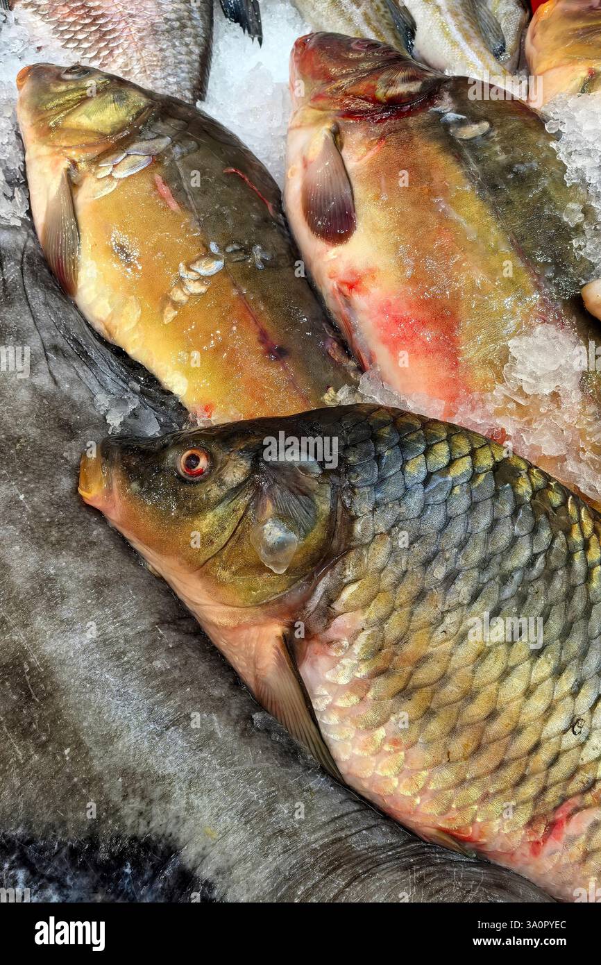 Close-up of fresh carp on an ice display case at a fish market Stock ...