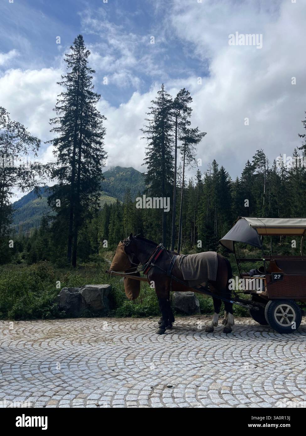 A captivating scene featuring two horses pulling a cart, with the powerful, lush green landscape stretching out behind them. - Smartphone Captured Stock Image