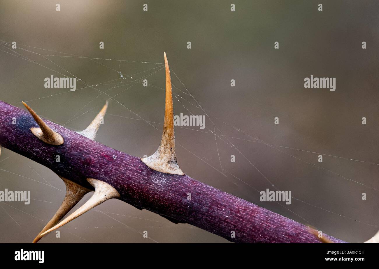 Macro photo of a plant branch with thorns. The branch is dark purple in ...