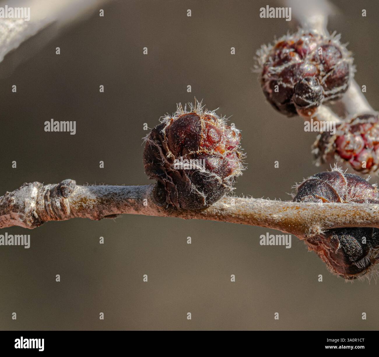 a macro photo of plant bud that is on a branch in the development stage ...