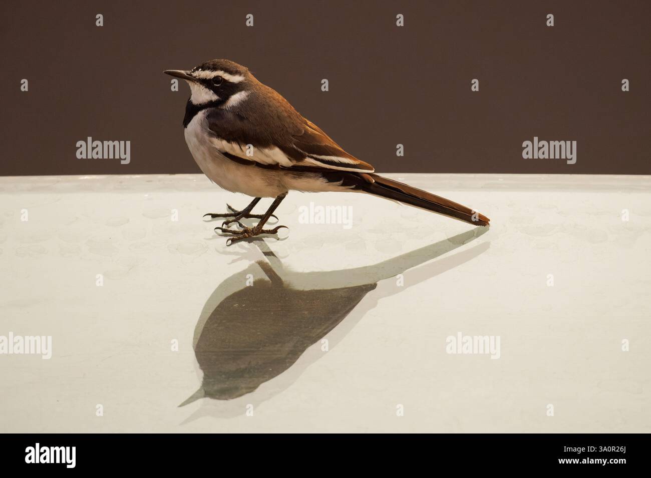 African Pied Wagtail on a reflective surface Stock Photo